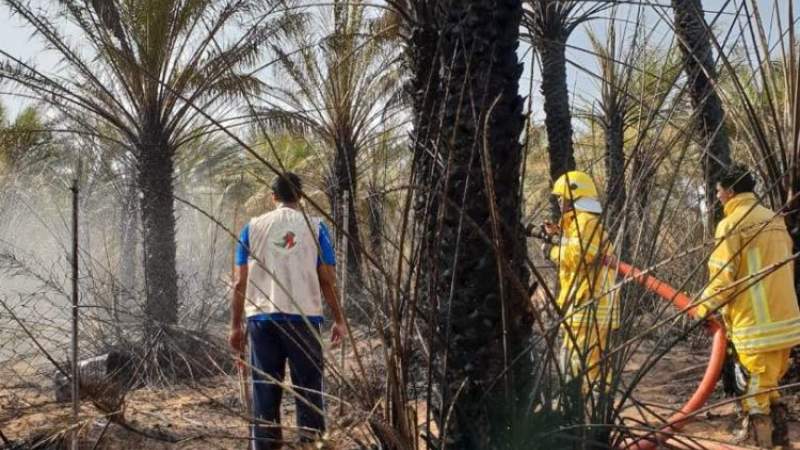 US-Saudi Aggression Destroys Million Date Palms Trees