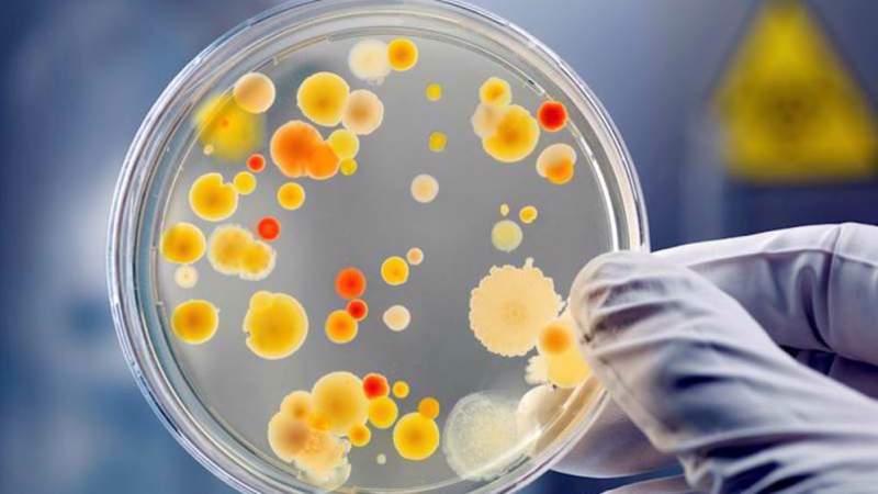 Study: Bacterial Infections Second Leading Cause of Death Worldwide