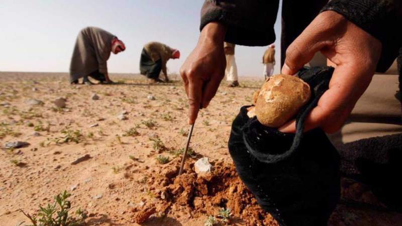  36 Syrians Killed in Armed Attack on Truffle Gatherers in Deir al-Zour  