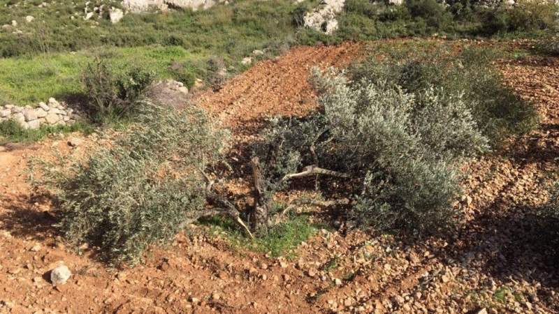  Report: Israel Seized 25,000 Dunums of Palestinian Land in 2021 