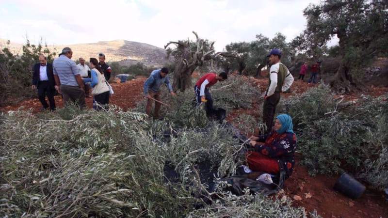 Israeli Settlers Uproot Hundreds of Palestinian Olive Trees in Occupied West Bank During Harvest Season