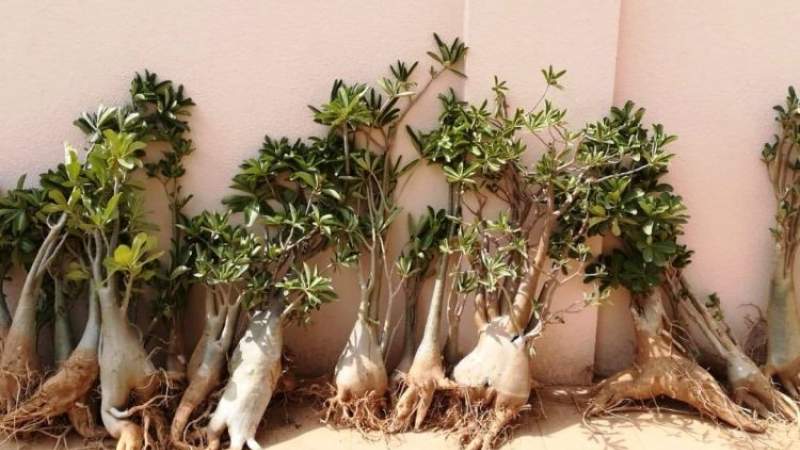 Emirati Tampering With Socotra Island Can Result in Removing it from List of World Heritage