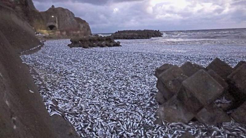 Fukushima Disaster in Focus Again as 1,200 Tons of Fish Wash Up on Japanese Beach