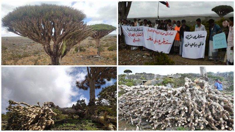 Emirati Occupation Is Tampering with Natural Environment on Socotra Island  